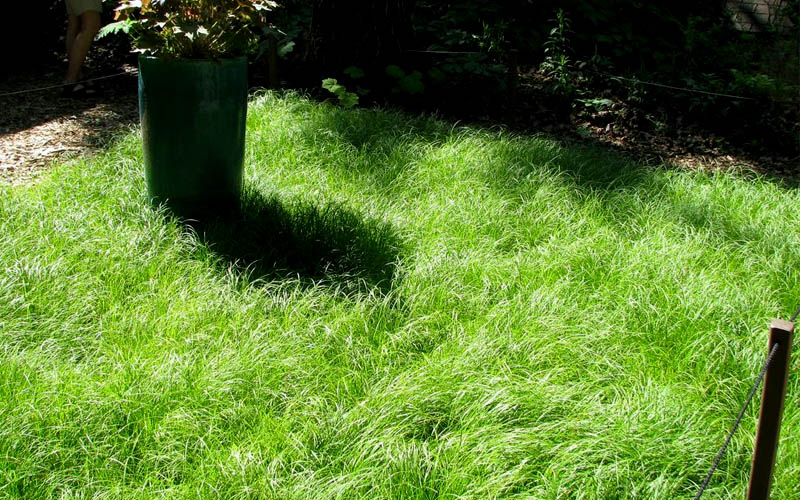  Pennsylvania Sedge (Carex Pennsylvanica) - 1 Gallon Pot