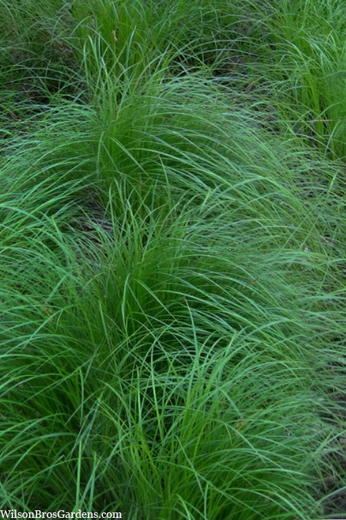  Pennsylvania Sedge (Carex Pennsylvanica) - 16 Pack 1 Gallon Pots