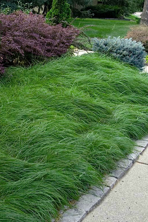  Pennsylvania Sedge (Carex Pennsylvanica) - 1 Gallon Pot
