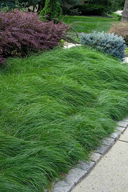  Pennsylvania Sedge (Carex Pennsylvanica) - 1 Gallon Pot