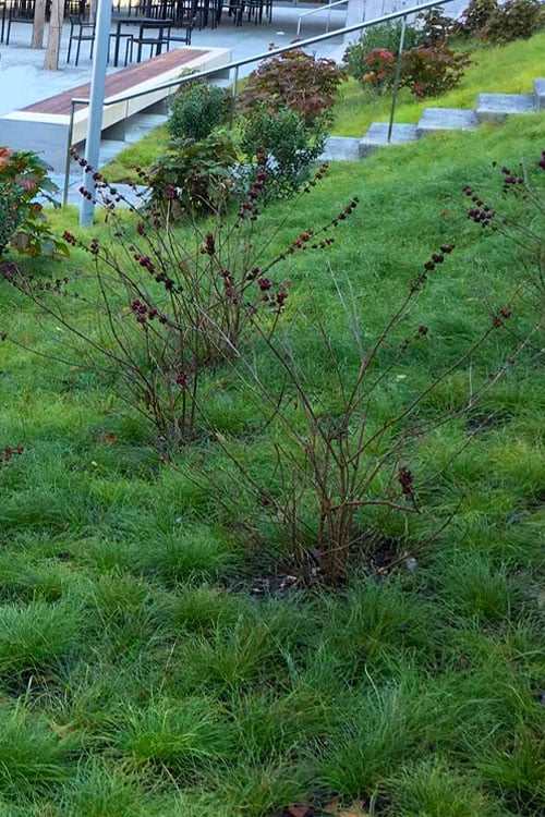  Texas Sedge (Carex Texensis) - 1 Gallon Pot
