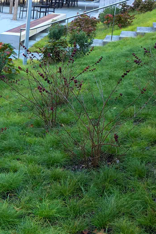  Texas Sedge (Carex Texensis) - 6 Pack Of 1 Gallon Pots