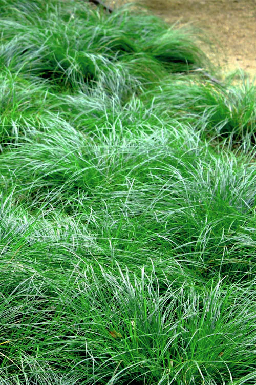  Texas Sedge (Carex Texensis) - 8 Pack Of 1 Gallon Pots