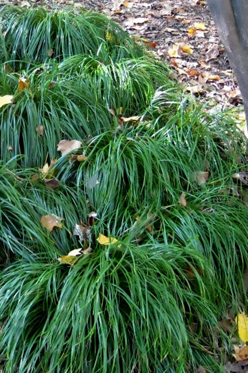 Texas Sedge (Carex Texensis) - 1 Gallon Pot