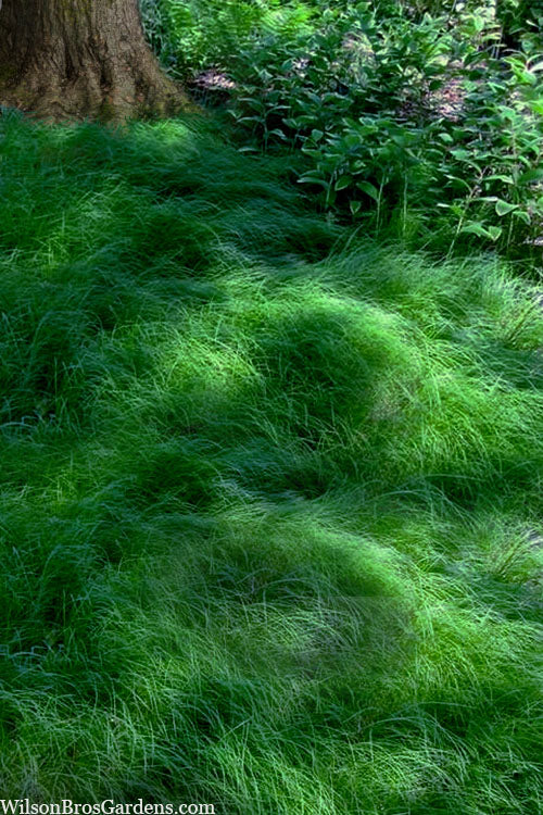  Texas Sedge (Carex Texensis) - 8 Pack Of 1 Gallon Pots