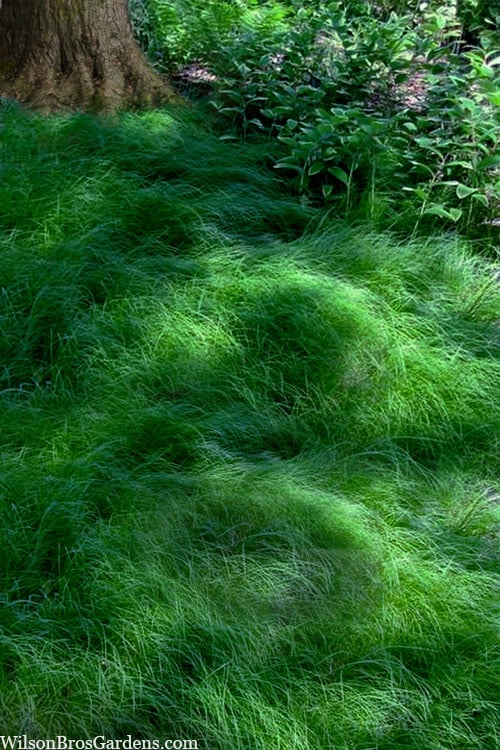  Texas Sedge (Carex Texensis) - 1 Gallon Pot