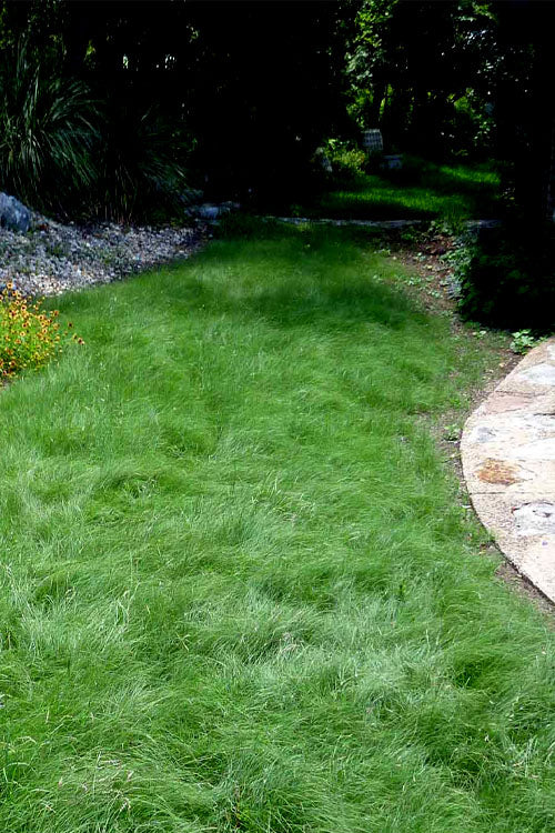  Texas Sedge (Carex Texensis) - 6 Pack Of 1 Gallon Pots