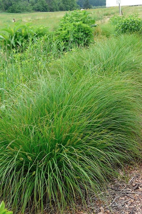  Fox Sedge (Carex Vulpinoidea) - 1 Gallon Pot