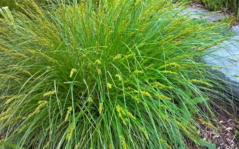  Fox Sedge (Carex Vulpinoidea) - 8 Pack Of 1 Gallon Pots