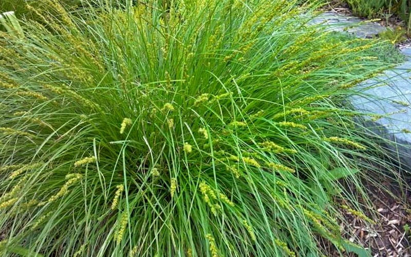  Fox Sedge (Carex Vulpinoidea) - 1 Gallon Pot