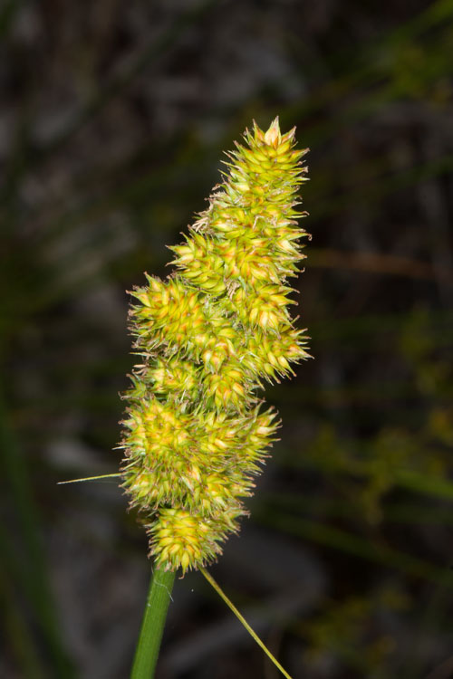  Fox Sedge (Carex Vulpinoidea) - 8 Pack Of 1 Gallon Pots
