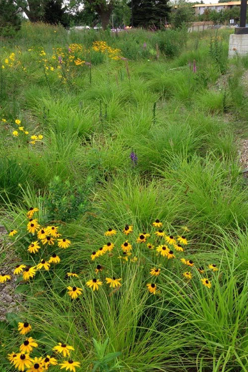  Fox Sedge (Carex Vulpinoidea) - 8 Pack Of 1 Gallon Pots