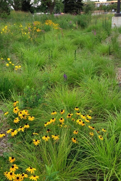  Fox Sedge (Carex Vulpinoidea) - 1 Gallon Pot