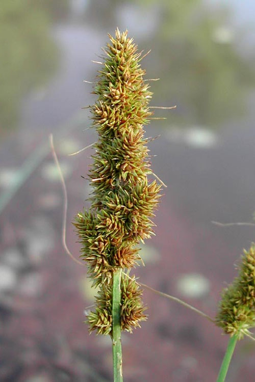  Fox Sedge (Carex Vulpinoidea) - 8 Pack Of 1 Gallon Pots