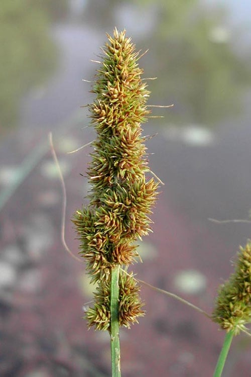 Fox Sedge (Carex Vulpinoidea) - 1 Gallon Pot