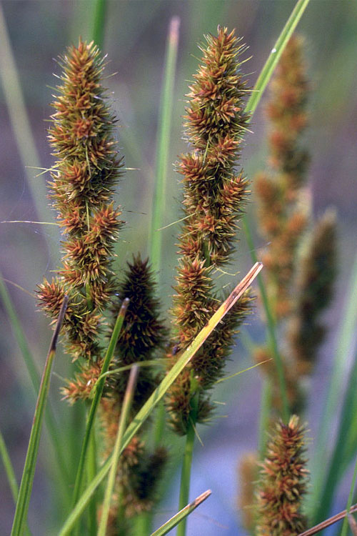  Fox Sedge (Carex Vulpinoidea) - 8 Pack Of 1 Gallon Pots