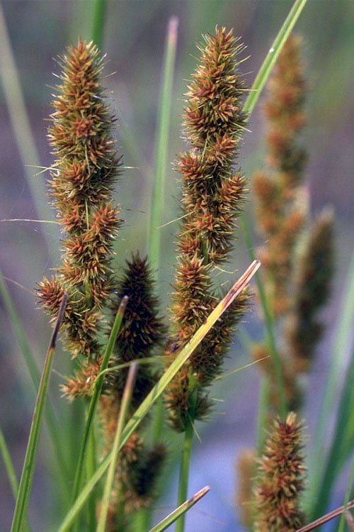 Fox Sedge (Carex Vulpinoidea) - 1 Gallon Pot