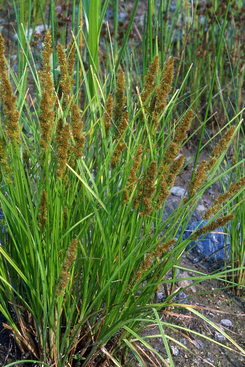  Fox Sedge (Carex Vulpinoidea) - 8 Pack Of 1 Gallon Pots