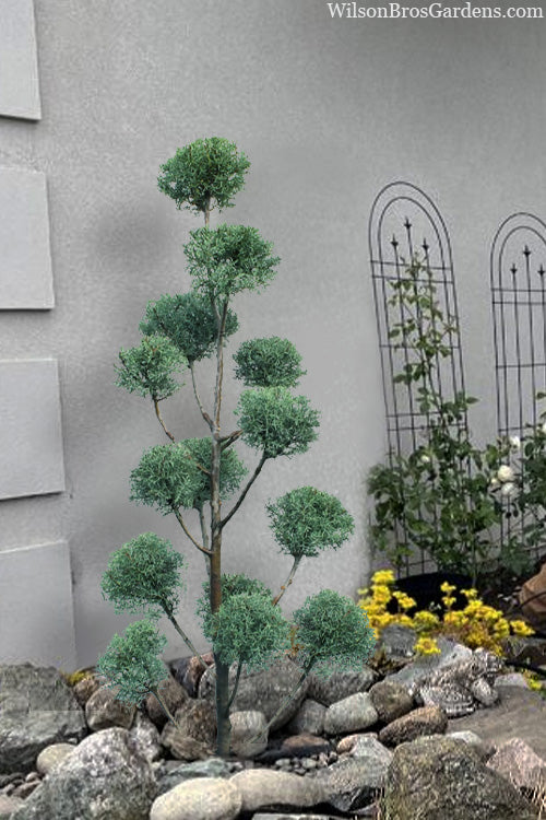  Carolina Sapphire Arizona Cypress Pom Pom Topiary- 7 Gallon Pot