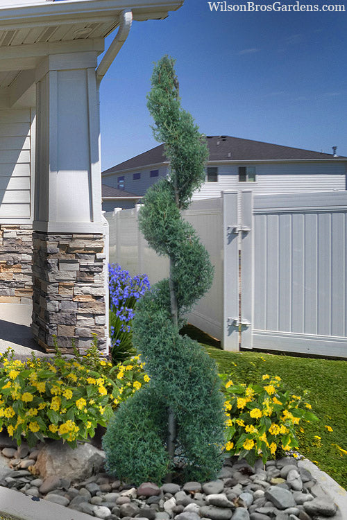  Carolina Sapphire Arizona Cypress Spiral Topiary- 7 Gallon Pot