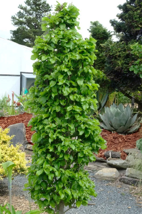  Dwarf Columnar European Hornbeam Tree - 3 Gallon Pot