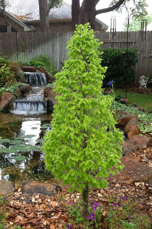  Dwarf Columnar European Hornbeam Tree - 3 Gallon Pot