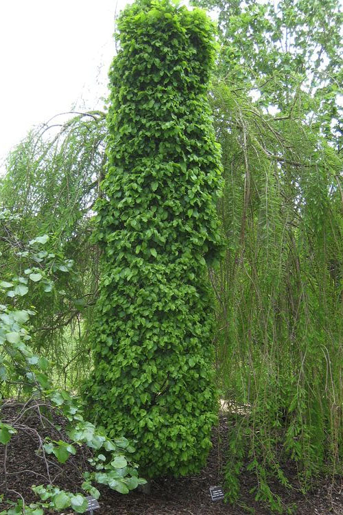  Dwarf Columnar European Hornbeam Tree - 3 Gallon Pot