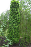  Dwarf Columnar European Hornbeam Tree - 3 Gallon Pot