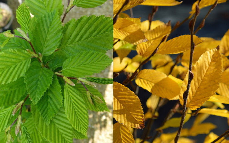  Dwarf Columnar European Hornbeam Tree - 3 Gallon Pot
