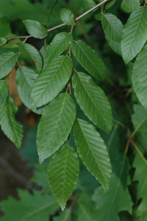  American Hornbeam (Ironwood Tree) - 7 Gallon Pot (6-7')
