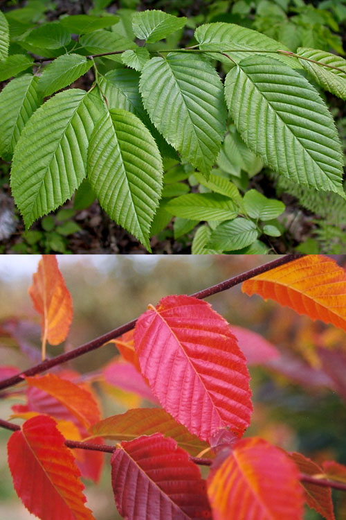  American Hornbeam (Ironwood Tree) - 1 Gallon Pot