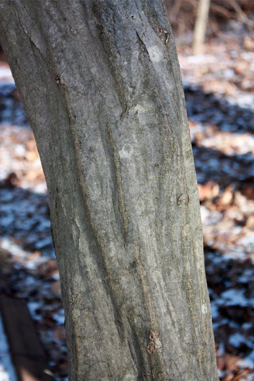  American Hornbeam (Ironwood Tree) - 7 Gallon Pot (6-7')