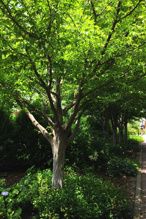  American Hornbeam (Ironwood Tree) - 1 Gallon Pot