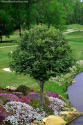  American Hornbeam (Ironwood Tree) - 7 Gallon Pot (6-7')