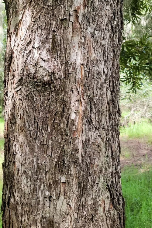  Water Hickory Tree - 3 Gallon Pot