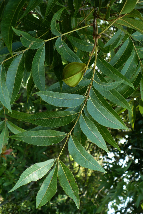  Water Hickory Tree - 3 Gallon Pot