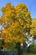  Water Hickory Tree - 3 Gallon Pot