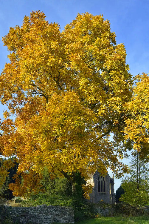  Water Hickory Tree - 3 Gallon Pot