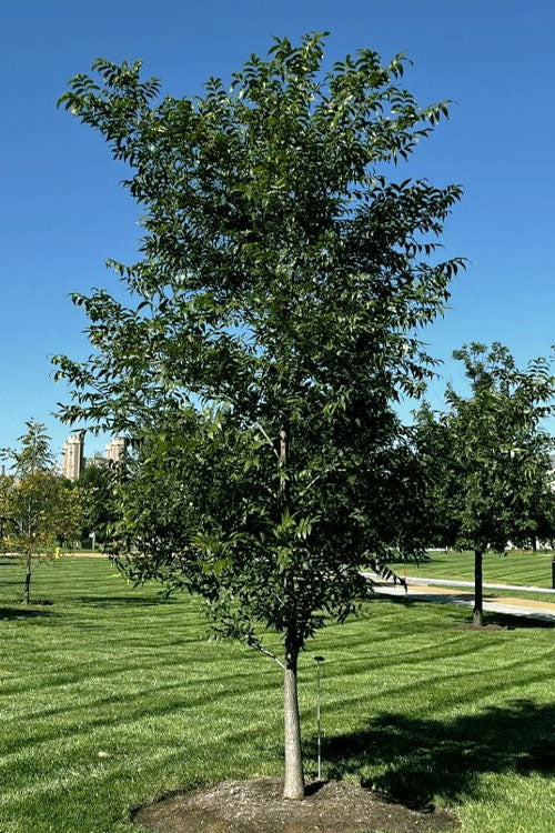  Water Hickory Tree - 3 Gallon Pot