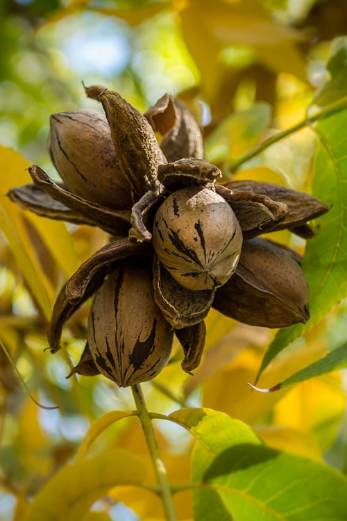  Hardy Pecan Tree (Carya Illinoinensis) - 6 Pack Of 1 Gallon Pots