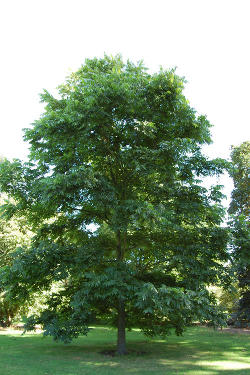  Hardy Pecan Tree (Carya Illinoinensis) - 3 Gallon Pot