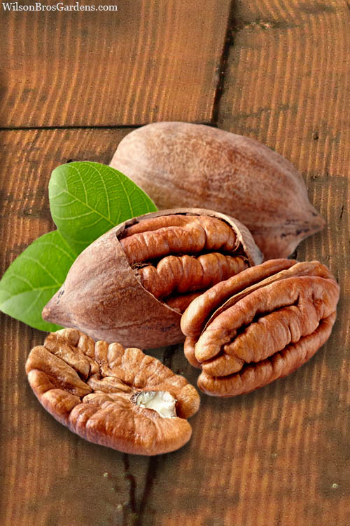  Hardy Pecan Tree (Carya Illinoinensis) - 3 Gallon Pot