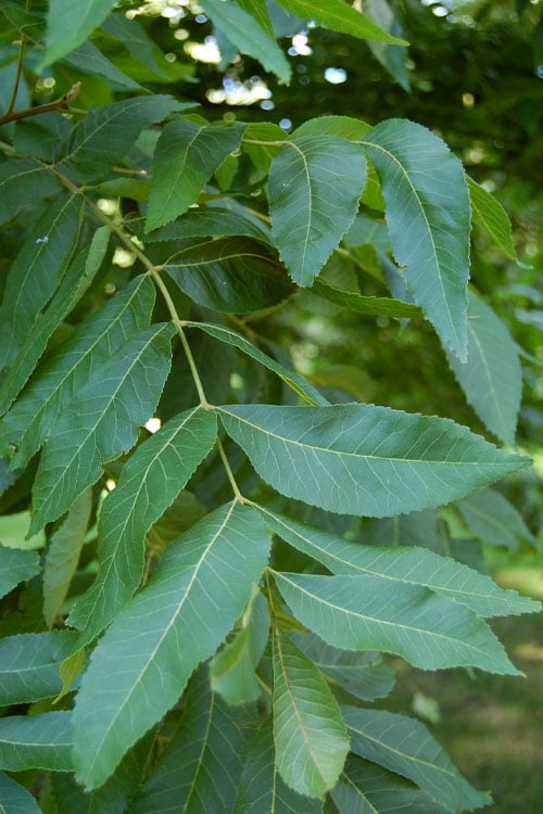  Avalon Pecan Tree - 5 Gallon Pot