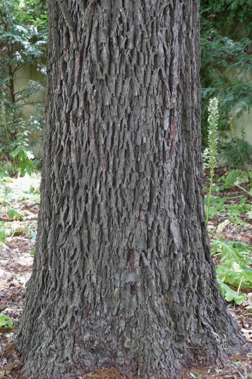  Pawnee Pecan Tree - 5 Gallon Pot