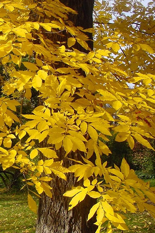  Avalon Pecan Tree - 5 Gallon Pot