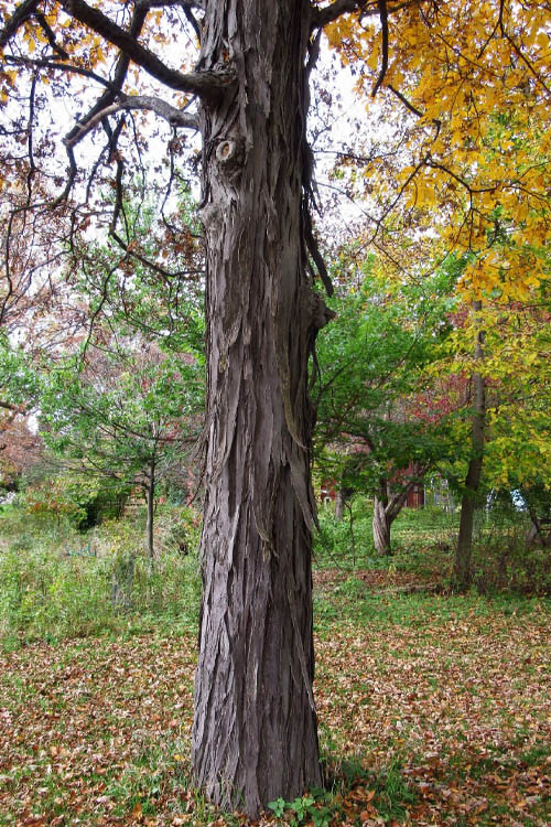  Shagbark Hickory Tree (Carya Ovata) - 7 Gallon Pot