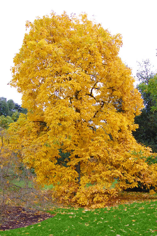  Shagbark Hickory Tree (Carya Ovata) - 3 Gallon Pot