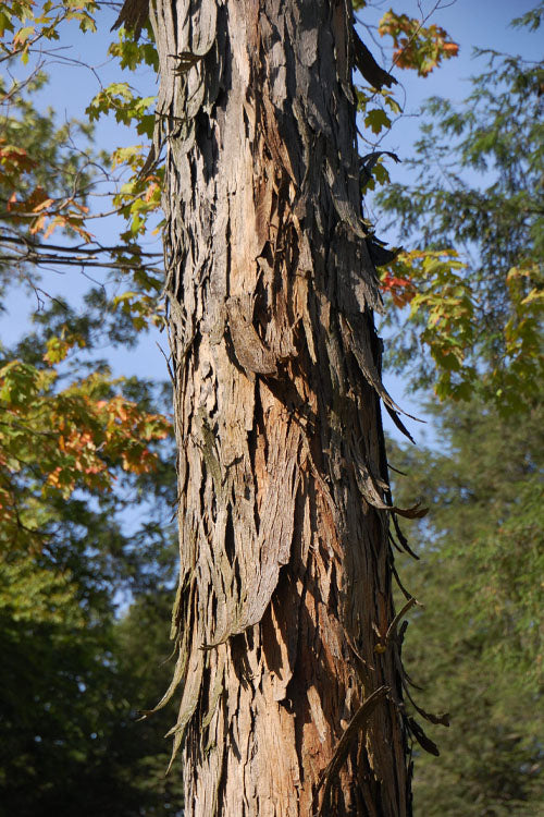  Shagbark Hickory Tree (Carya Ovata) - 3 Gallon Pot