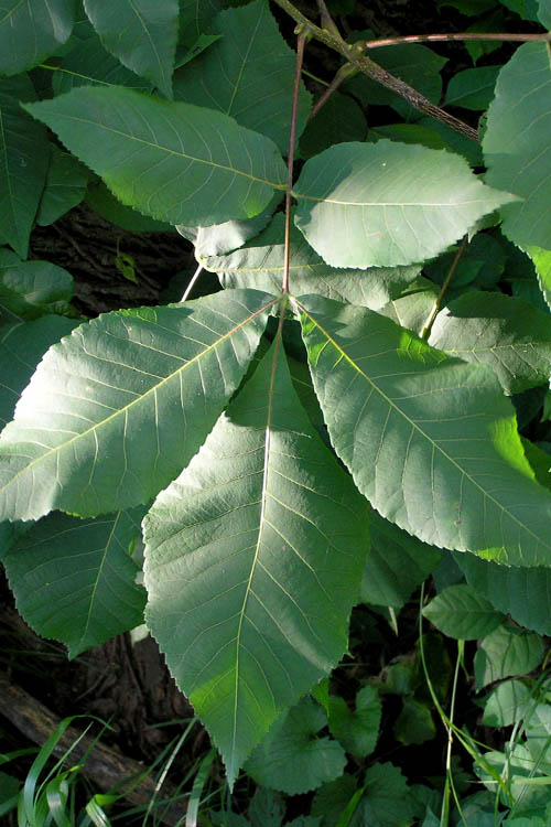  Shagbark Hickory Tree (Carya Ovata) - 3 Gallon Pot