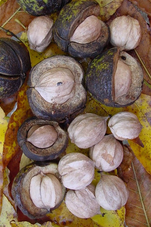  Shagbark Hickory Tree (Carya Ovata) - 3 Gallon Pot